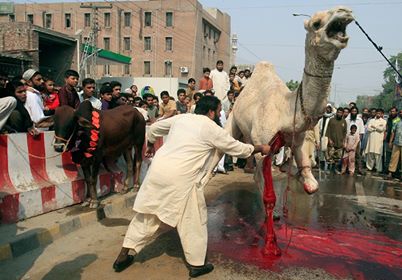 camel halal for Eid